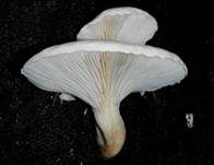 Berindeter Seitling, Foto 8