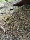 Grünfleckige Fichtenkoralle, Foto 13