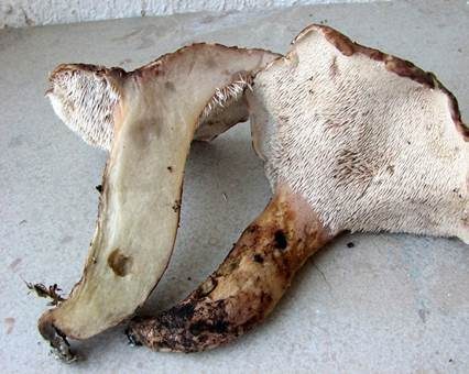 Grünfüßiger Braunsporstacheling, Foto 4