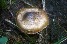 Grüngebuckelter Risspilz, Foto 12
