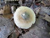 Grüngebuckelter Risspilz, Foto 9