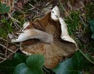 Grüngebuckelter Risspilz, Foto 11