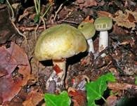 Grüngefelderter Täubling, Foto 13
