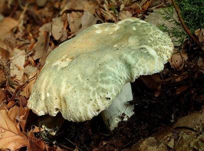 Grüngefelderter Täubling, Foto 4