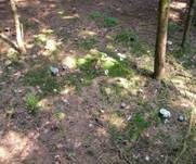 Grüngefelderter Täubling, Foto 22