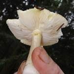 Grüngefelderter Täubling, Foto 47