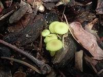 Grüngelber Nabeling, Foto 9