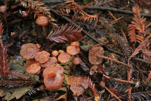 Grünhyphen-Blasssporrübling, Foto 2