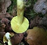 Grünling, Foto 21