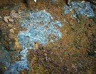 Grünschwarzer Filzrindenpilz, Foto 5