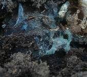 Grünschwarzer Filzrindenpilz, Foto 7