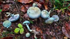 Grünspanträuschling, Foto 49