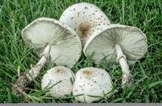 Grünsporschirmling, Foto 8