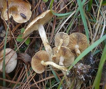 Gummischüppling, Foto 2