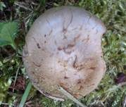 Gummischüppling, Foto 6