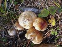 Gummischüppling, Foto 9