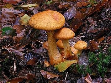 Beringter Flämmling, Foto 2