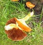 Beringter Flämmling, Foto 20