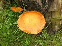 Beringter Flämmling, Foto 22