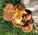 Beringter Flämmling, Foto 27
