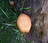 Beringter Flämmling, Foto 29