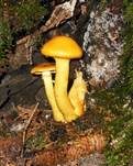 Beringter Flämmling, Foto 47