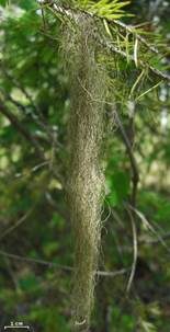 Haarfeiner Moosbart, Foto 4