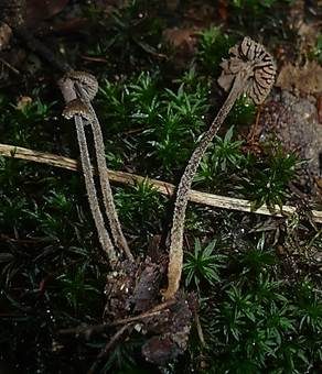 Haarglöckling, Foto 2