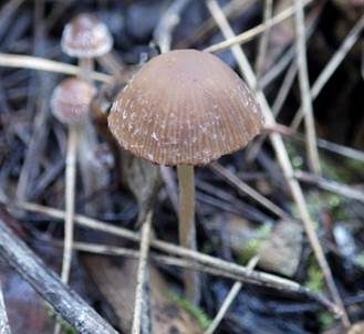 Haariger Faserling, Foto 3