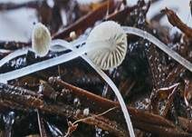 Haariger Helmling, Foto 14