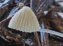 Haariger Helmling, Foto 15