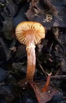 Beringter Häubling, Foto 4
