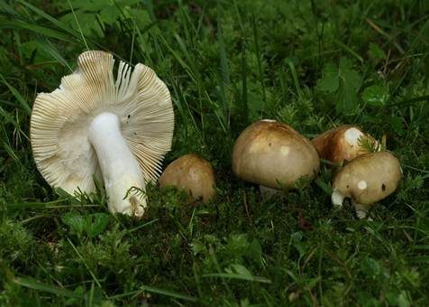 Hainbuchentäubling, Foto 2
