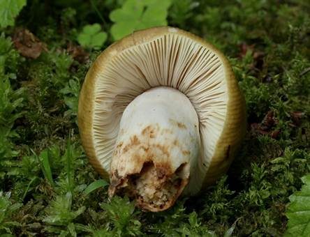 Hainbuchentäubling, Foto 3