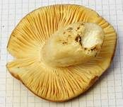 Hainbuchentäubling, Foto 12