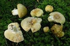 Hainbuchentäubling, Foto 14