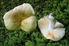 Hainbuchentäubling, Foto 15