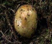 Hainbuchentäubling, Foto 16