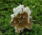Hainbuchentäubling, Foto 17
