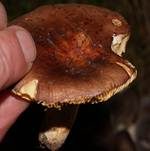 Hainbuchentäubling, Foto 20