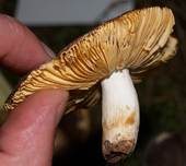 Hainbuchentäubling, Foto 21