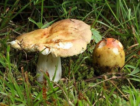 Hainbuchentäubling, Foto 4