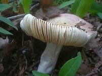 Hainbuchentäubling, Foto 23