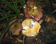 Hainbuchentäubling, Foto 24