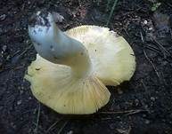Hainbuchentäubling, Foto 25