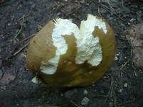 Hainbuchentäubling, Foto 26