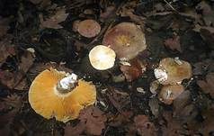 Hainbuchentäubling, Foto 27