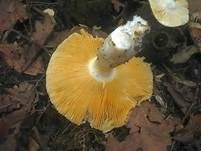 Hainbuchentäubling, Foto 28