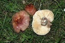 Hainbuchentäubling, Foto 30