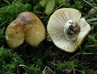 Hainbuchentäubling, Foto 6